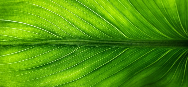 Eco-Friendly Materials